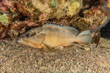 Kızıl Deniz 'de balıklar yüzer, renkli balıklar, Eilat İsrail