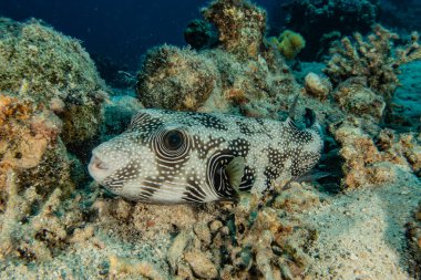 Kızıl Deniz 'de balıklar yüzer, renkli balıklar, Eilat İsrail