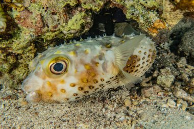 Kızıl Deniz 'de balıklar yüzer, renkli balıklar, Eilat İsrail