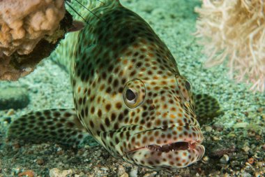 Kızıl Deniz 'de balıklar yüzer, renkli balıklar, Eilat İsrail