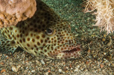 Kızıl Deniz 'de balıklar yüzer, renkli balıklar, Eilat İsrail