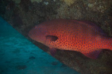 Kızıl Deniz 'de balıklar yüzer, renkli balıklar, Eilat İsrail
