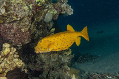 Kızıl Deniz 'de balıklar yüzer, renkli balıklar, Eilat İsrail