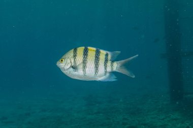 Kızıl Deniz 'de balıklar yüzer, renkli balıklar, Eilat İsrail