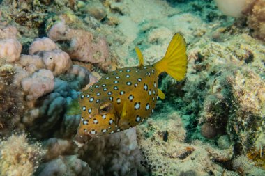 Kızıl Deniz 'de balıklar yüzer, renkli balıklar, Eilat İsrail