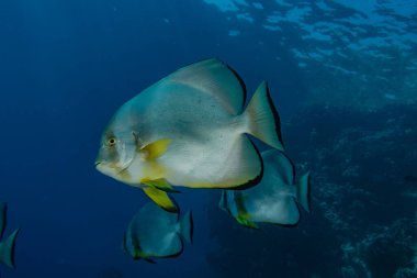 Kızıl Deniz 'de balıklar yüzer, renkli balıklar, Eilat İsrail