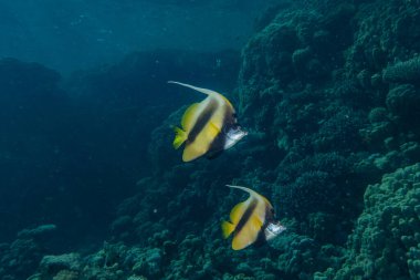 Kızıl Deniz 'de balıklar yüzer, renkli balıklar, Eilat İsrail
