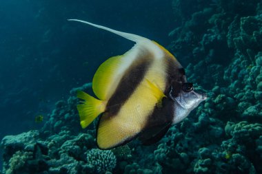 Kızıl Deniz 'de balıklar yüzer, renkli balıklar, Eilat İsrail