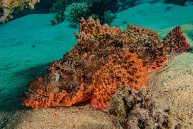 Kızıl Deniz 'de balıklar yüzer, renkli balıklar, Eilat İsrail