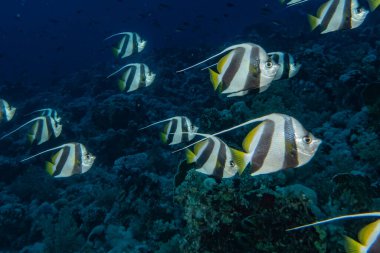 Kızıl Deniz 'de balıklar yüzer, renkli balıklar, Eilat İsrail