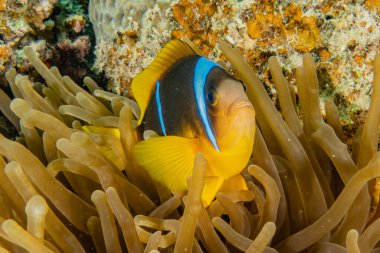 Kızıl Deniz 'de balıklar yüzer, renkli balıklar, Eilat İsrail