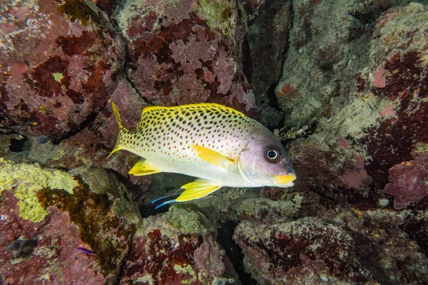 Fiskar Simmar Röda Havet Färgglada Fiskar Eilat Israel — Stockfoto