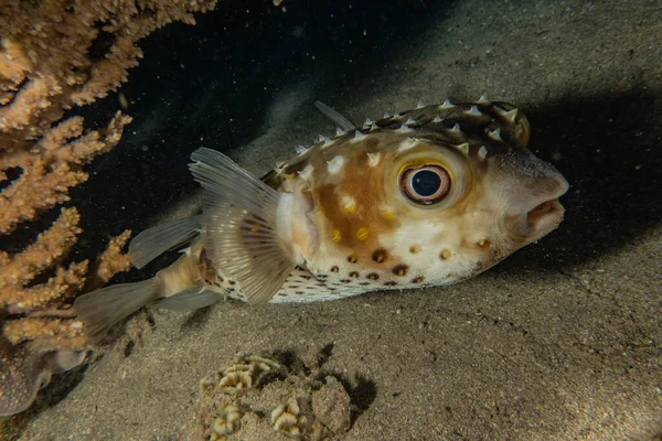 Fiskar Simmar Röda Havet Färgglada Fiskar Eilat Israel — Stockfoto