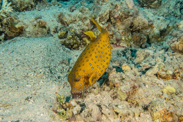 Vissen Zwemmen Rode Zee Kleurrijke Vissen Eilat Israel — Stockfoto