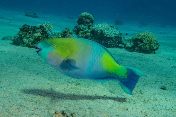 해에서 헤엄치는 물고기 이스라엘 — 스톡 사진