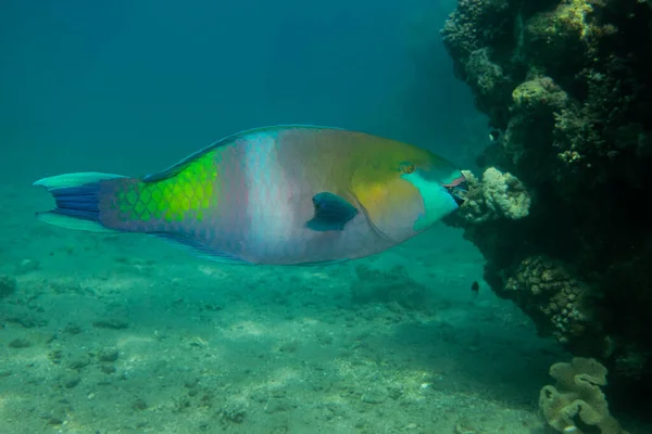 Ryby Pływają Morzu Czerwonym Kolorowe Ryby Eilat Israel — Zdjęcie stockowe