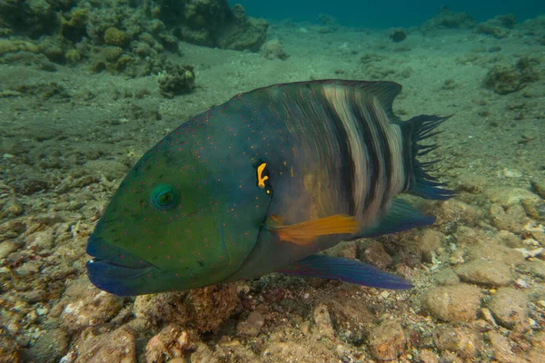 Ryby Pływają Morzu Czerwonym Kolorowe Ryby Eilat Israel — Zdjęcie stockowe
