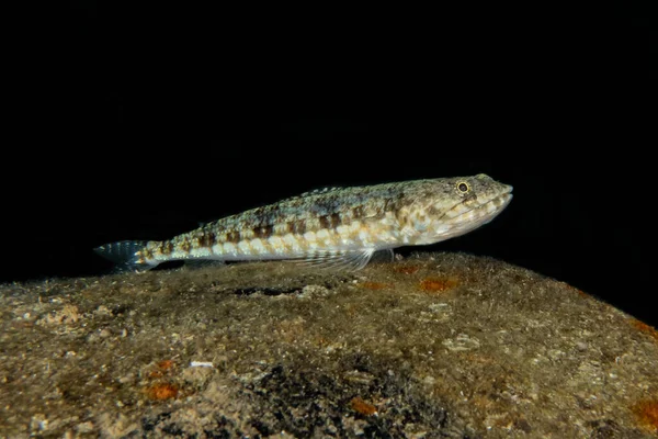 紅海で泳ぐ魚 カラフルな魚 エイラートイスラエル — ストック写真