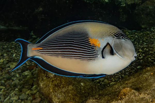 Fiskar Simmar Röda Havet Färgglada Fiskar Eilat Israel — Stockfoto