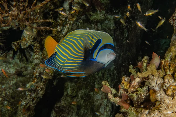 Pesci Nuotare Nel Mar Rosso Pesci Colorati Eilat Israele — Foto Stock