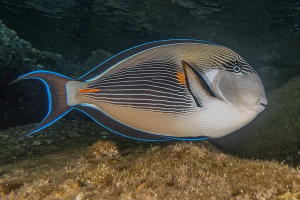 Halak Úsznak Vörös Tengerben Színes Halak Eilat Izrael — Stock Fotó