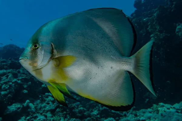 Poissons Nager Dans Mer Rouge Poissons Colorés Eilat Israël — Photo