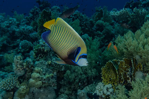 Poissons Nager Dans Mer Rouge Poissons Colorés Eilat Israël — Photo