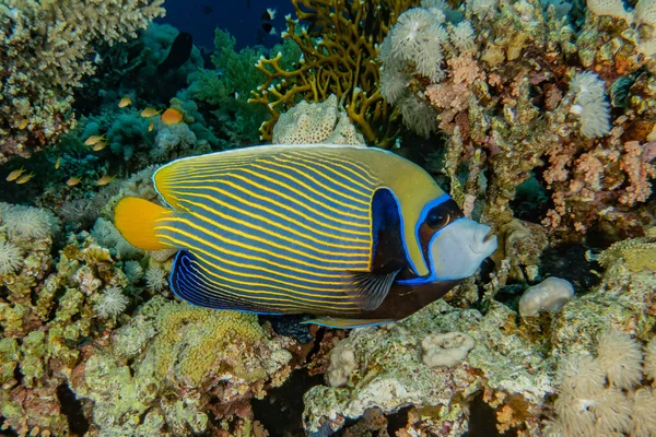 Poissons Nager Dans Mer Rouge Poissons Colorés Eilat Israël — Photo