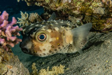 Kızıl Deniz 'de balıklar yüzer, renkli balıklar, Eilat İsrail