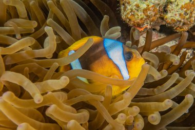 Kızıl Deniz 'de balıklar yüzer, renkli balıklar, Eilat İsrail