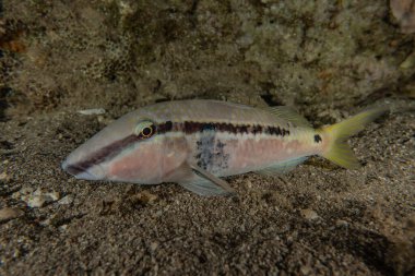 Kızıl Deniz 'de balıklar yüzer, renkli balıklar, Eilat İsrail