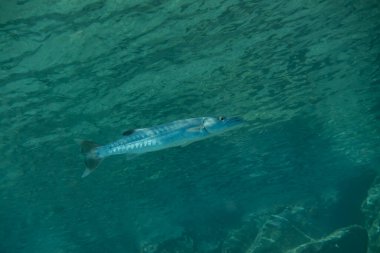 Kızıl Deniz 'de balıklar yüzer, renkli balıklar, Eilat İsrail