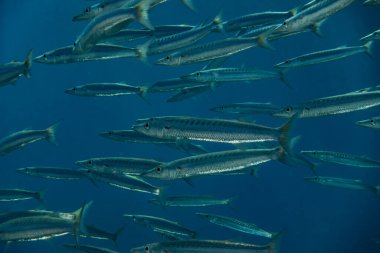 Kızıl Deniz 'de balıklar yüzer, renkli balıklar, Eilat İsrail