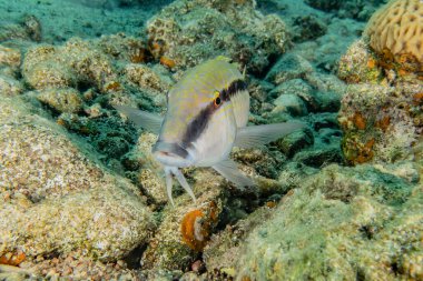 Kızıl Deniz 'de balıklar yüzer, renkli balıklar, Eilat İsrail