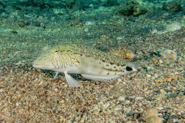 Kızıl Deniz 'de balıklar yüzer, renkli balıklar, Eilat İsrail