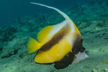 Kızıl Deniz 'de balıklar yüzer, renkli balıklar, Eilat İsrail