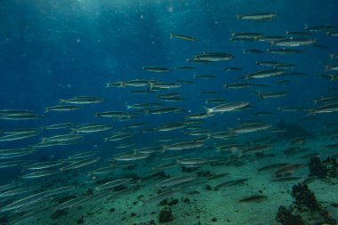 Kızıl Deniz 'de balıklar yüzer, renkli balıklar, Eilat İsrail