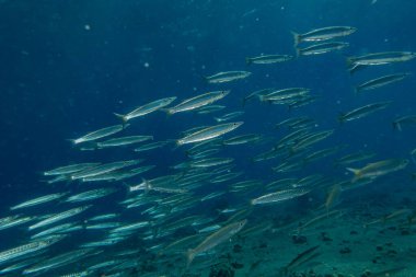 Kızıl Deniz 'de balıklar yüzer, renkli balıklar, Eilat İsrail