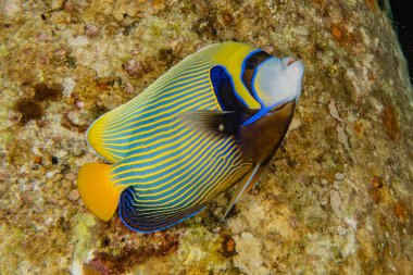 Kızıl Deniz 'de balıklar yüzer, renkli balıklar, Eilat İsrail