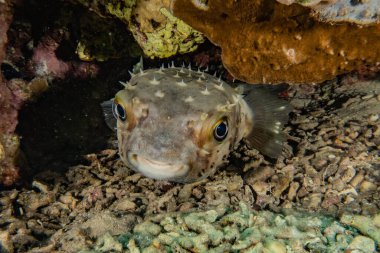 Kızıl Deniz 'de balıklar yüzer, renkli balıklar, Eilat İsrail