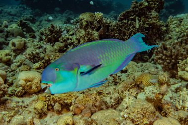 Kızıl Deniz 'de balıklar yüzer, renkli balıklar, Eilat İsrail