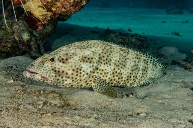 Kızıl Deniz 'de balıklar yüzer, renkli balıklar, Eilat İsrail
