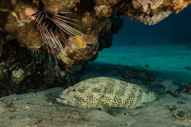 Kızıl Deniz 'de balıklar yüzer, renkli balıklar, Eilat İsrail