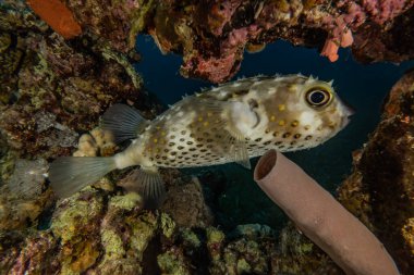 Kızıl Deniz 'de balıklar yüzer, renkli balıklar, Eilat İsrail