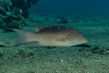 Kızıl Deniz 'de balıklar yüzer, renkli balıklar, Eilat İsrail