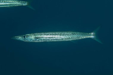 Kızıl Deniz 'de balıklar yüzer, renkli balıklar, Eilat İsrail