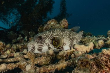 Kızıl Deniz 'de balıklar yüzer, renkli balıklar, Eilat İsrail