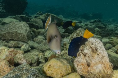 Kızıl Deniz 'de balıklar yüzer, renkli balıklar, Eilat İsrail