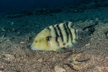 Kızıl Deniz 'de balıklar yüzer, renkli balıklar, Eilat İsrail