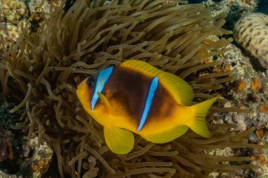 Kızıl Deniz 'de balıklar yüzer, renkli balıklar, Eilat İsrail